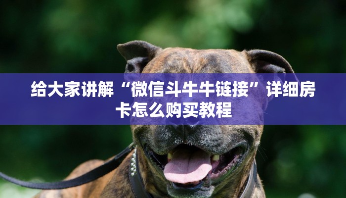 给大家讲解“微信斗牛牛链接”详细房卡怎么购买教程